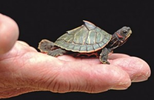 Smuggled rare species (turtles) seized in Bangkok