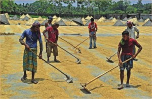 Taka 29/ kg, Govt to buy 6 lakh tonnes Boro rice