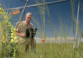 Rising CO2 Could Reverse Drying Effects of Higher Temperatures On Rangelands