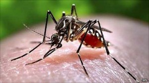 Pakistan is hit by dengue fever epidemic