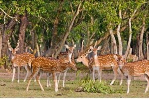 Rampant poaching threatens deer population