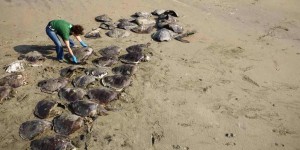 Report indicates Bangladesh and India’s shores danger zone for turtles