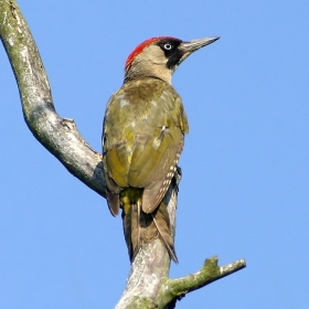 The Strong Woodpecker Head