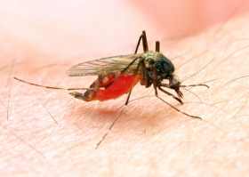 Key malaria parasite discovery raises vaccine hopes