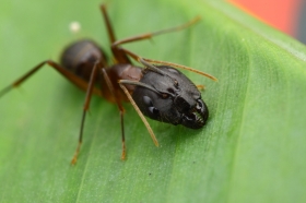 Old Genes Make New, Giant-Headed Ants
