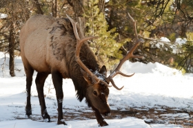 How Elks are Destroying Song Birds