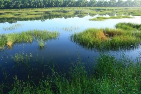 Protecting original wetlands far preferable to restoration
