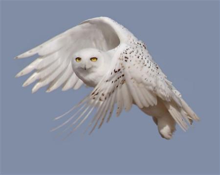 Snowy owls soar south from Arctic in rare mass migration