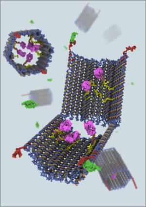 DNA Nanorobot Triggers Targeted Therapeutic Responses