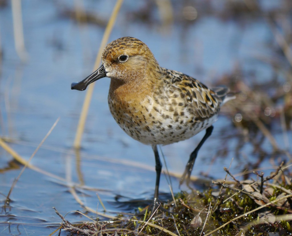 Why Biodiversity Loss Deserves as Much Attention as Climate Change