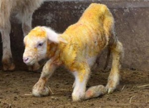 Worm turns sheep clone to "good" fat: China scientists