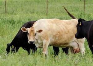 U.S. mad cow find: lucky break or triumph of science?
