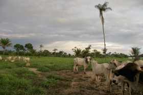 Ancient farming method may help conserve savannahs