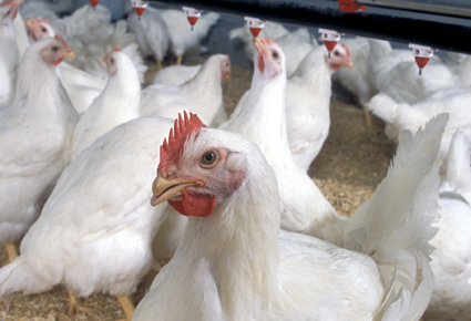 Gene-swapping vaccines spawn lethal poultry virus
