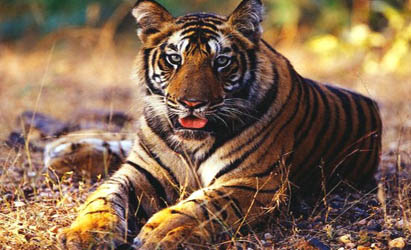 Forest department to introduce tigers to Nijhum Dwip