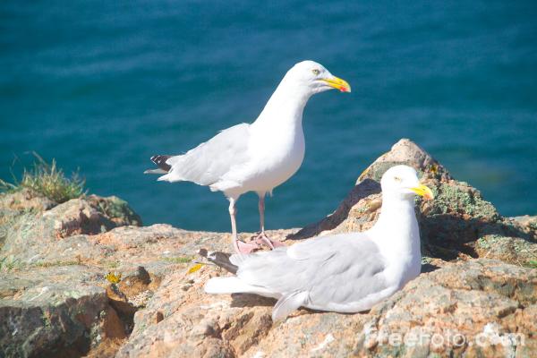 Marine pollution incidents kill thousands of seabirds