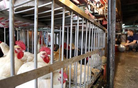 Scientists confirm new H7N9 bird flu has come from chickens