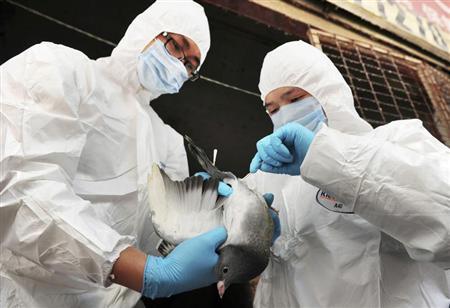 Health officers examine a pigeon for H7N9 at a poultry market in Changsha