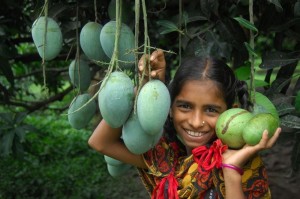 Haribhanga mango expected in Rangpur1