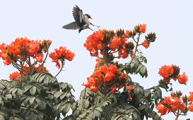 Pahela Falgun Today