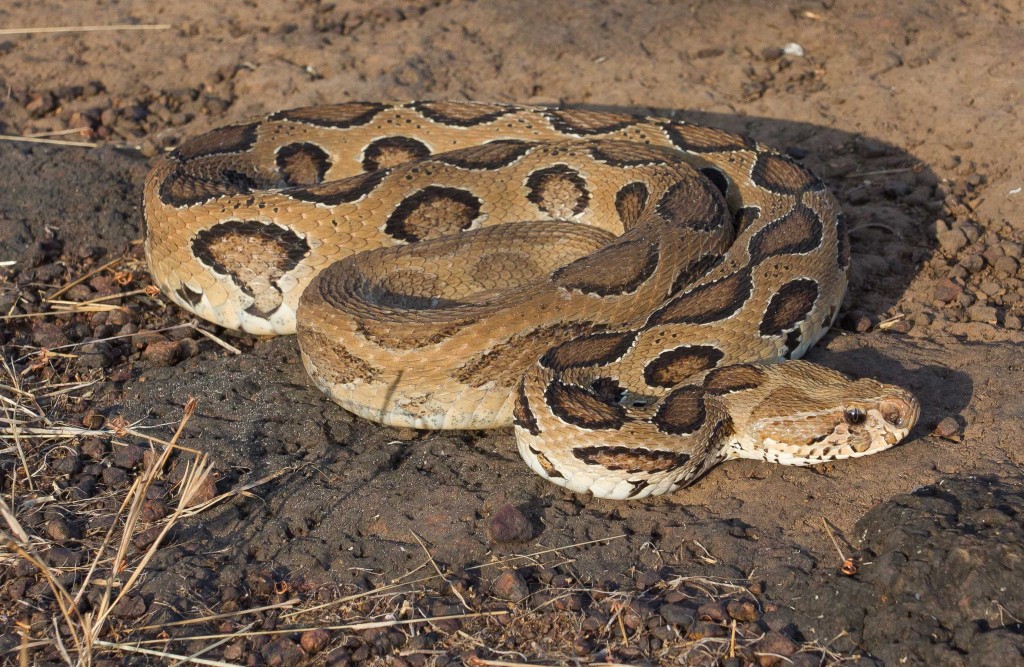 Russel's viper snake released in a Rajshahi forest