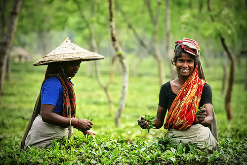 Bangladesh tea prices mark 7th weekly gain on winter demand