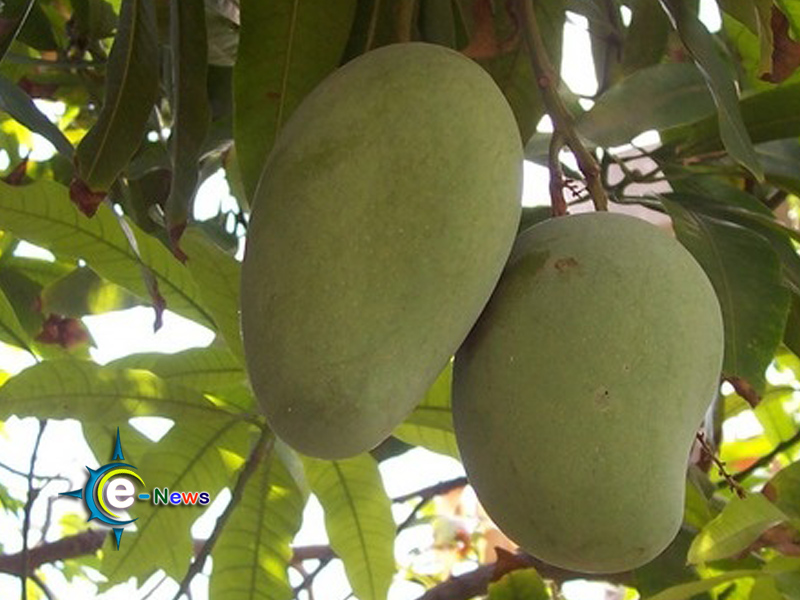 Amrapali farming gained popularity in Narsingdi
