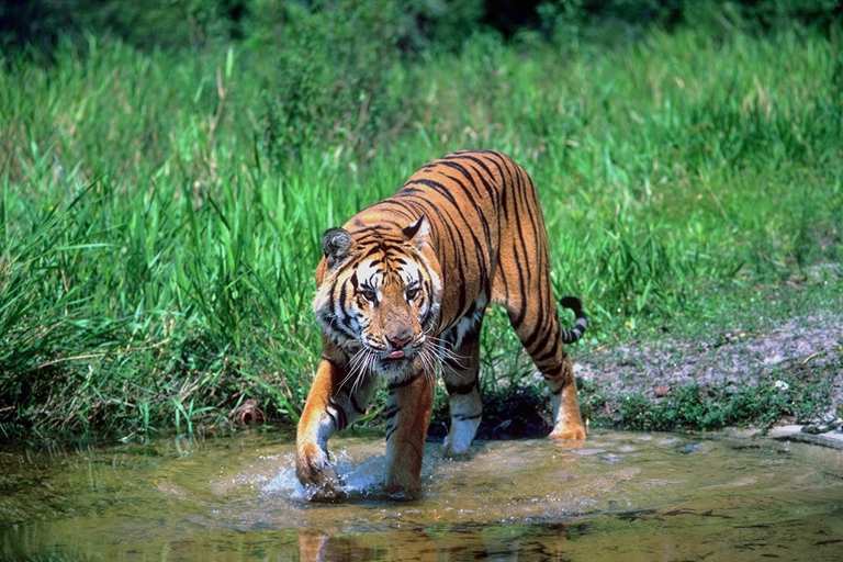 Royal Bengal tigers