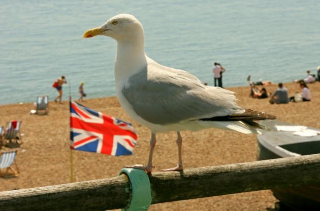 Seagulls terrorise British holidaymakers