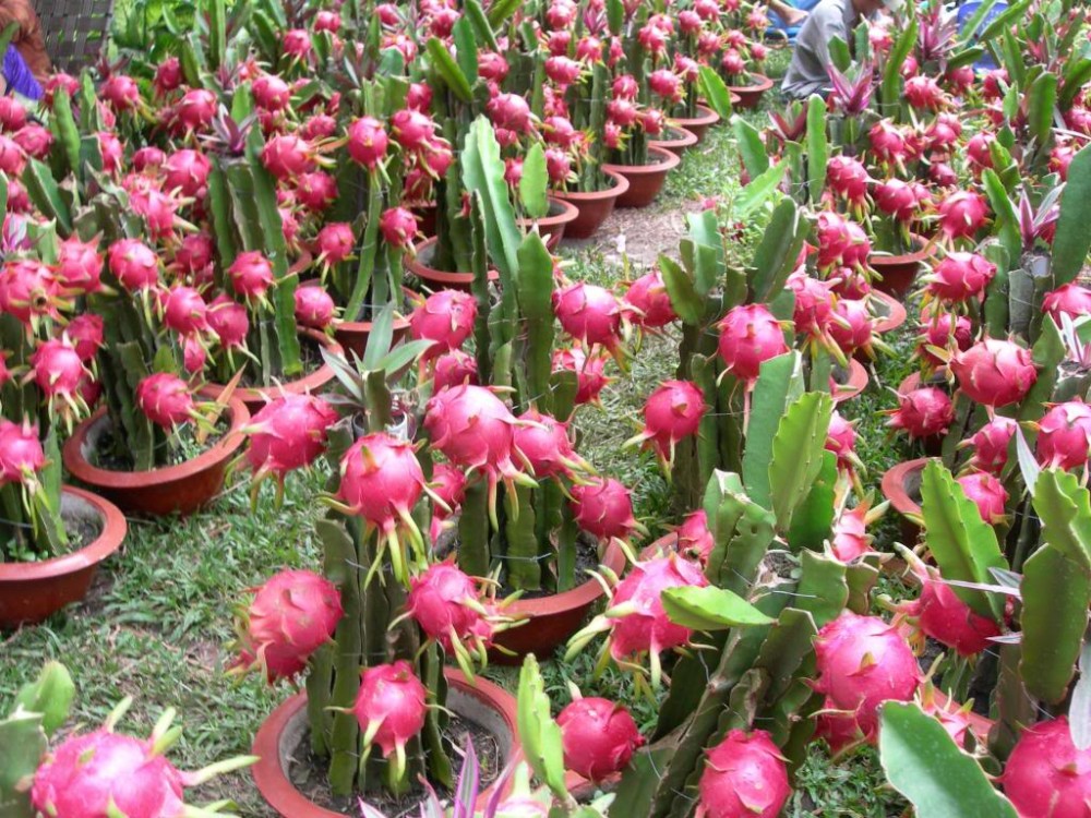 Dragon fruit farming prospect bright in Rajshahi